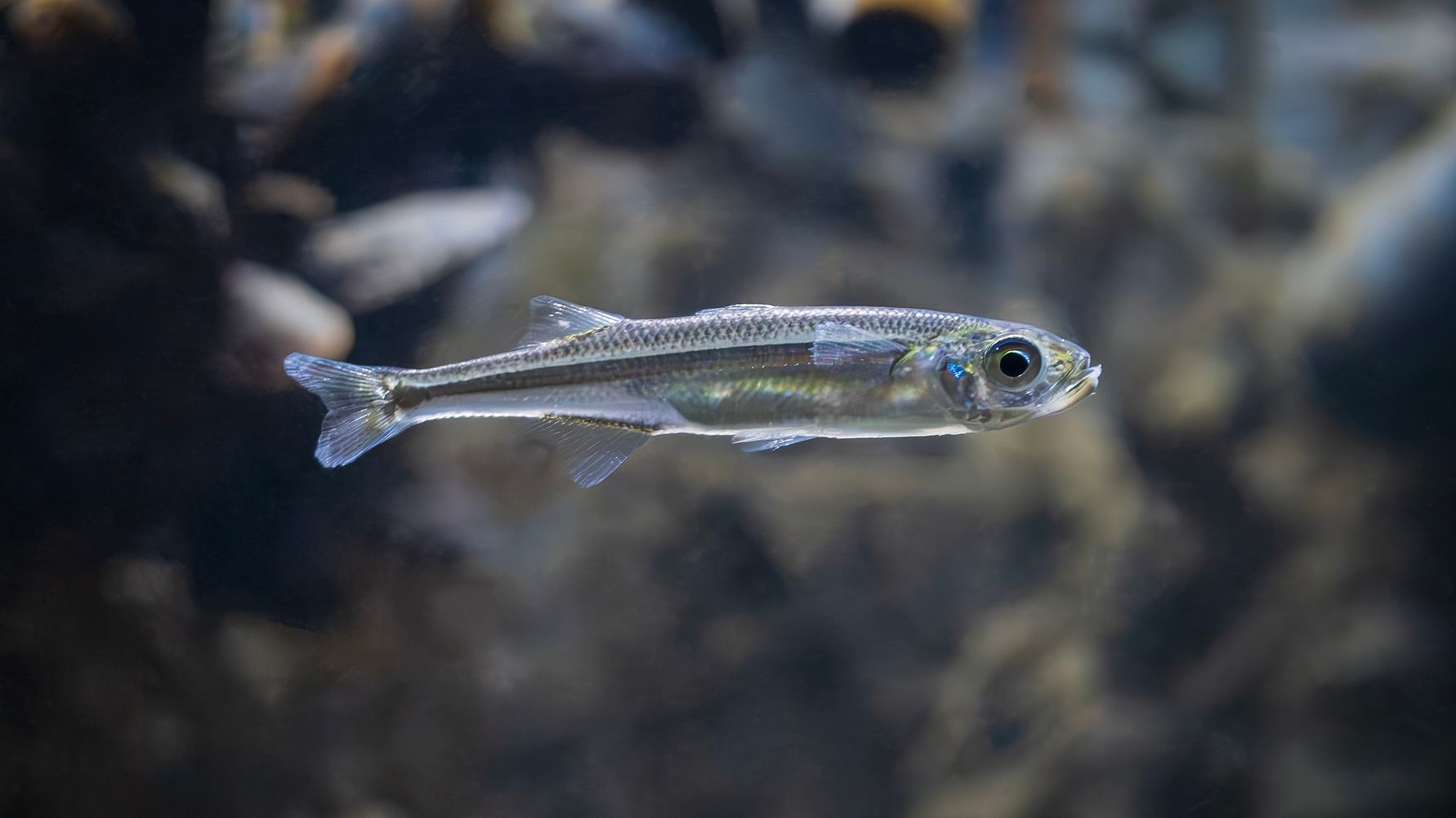 Prästfisk