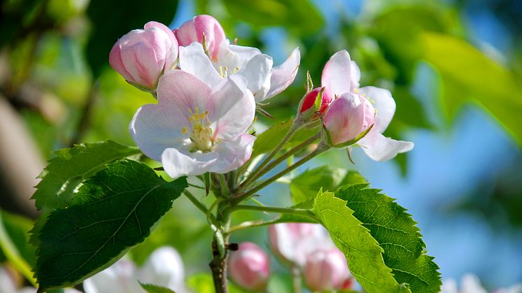 Snart blommar äppelträden på Kiviks Musteri