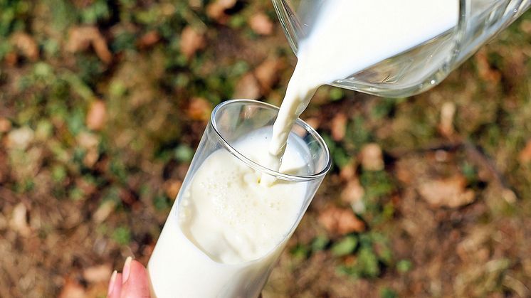 Mjölk som hälls upp i glas.