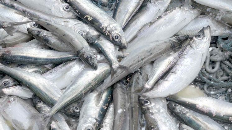 Norska fiskebåtar varnas: för små sillar i fångsten