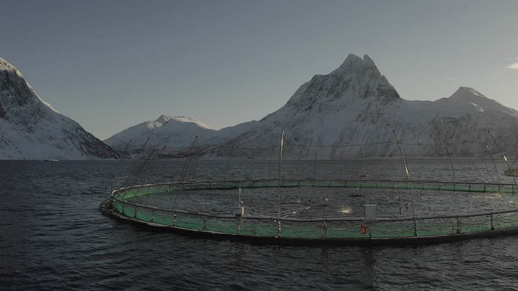 Laxodling utanför Senja i Nordnorge. Foto: Lars-Öivind Knutsen