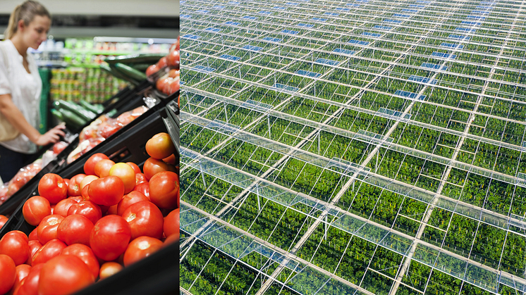 The first tomatoes are harvested in Frövi, which marks a significant milestone and proof of concept!