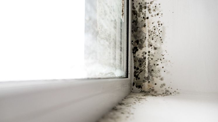 Black Mould around Window in  Bedroom