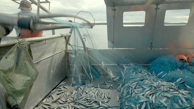 De nya fiskekvoterna är "förödande" för Östersjön säger Isabella Lövin (mp)