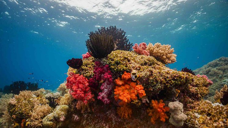 Raja Ampat, Indonesien, Foto: Tobias Dahlin/Deep Sea Reporter
