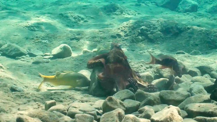 Bläckfisk jagar tillsammans med fiskar. Foto: Eduardo Sampaio Max Planck Institutet Konstanz Tyskland