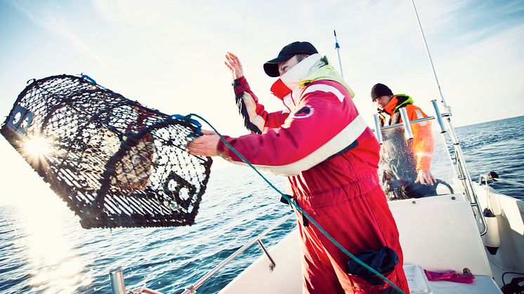 Premiär för hummerfisket 2020 21 september kl. 07.00. Fritidsfiskare får fiska fram till och med 30/11, yrkesfiskare fram till och med 31/12.  Foto: Maja Kristina Nylander