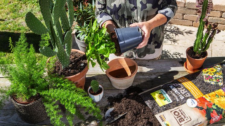 Die torffreie NeudoHum BlumenErde ist besonders strukturstabil und sorgt dafür, dass die Pflanzenwurzeln genügend Luft bekommen. 