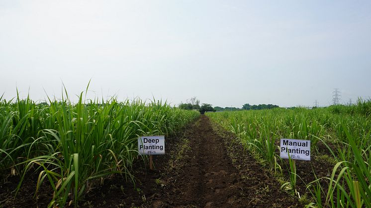 Deep-planting test field in the Philippines (May 2024, image courtesy of JIRCAS)