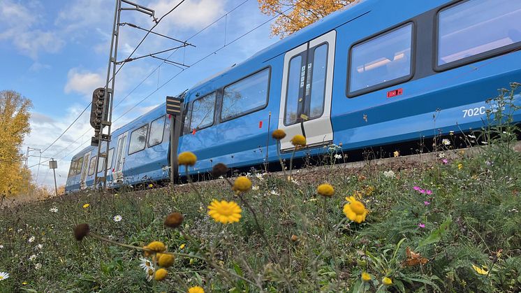 Blommorna vid Bergianska anlades i våras. Blomningen är bra för pollineringen.