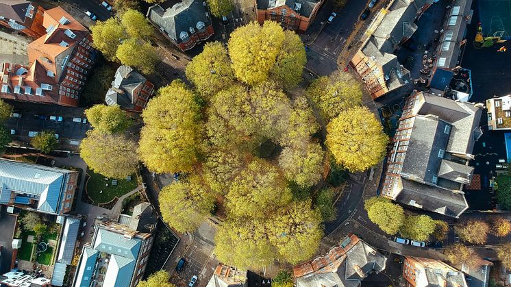 Wie Pflanzenkohle das Stadtleben widerstandsfähiger gegen den Klimawandel macht