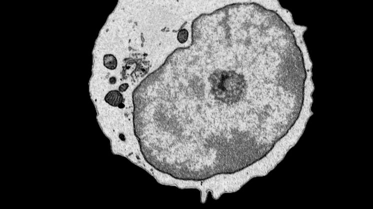 SEM Image 2.tif