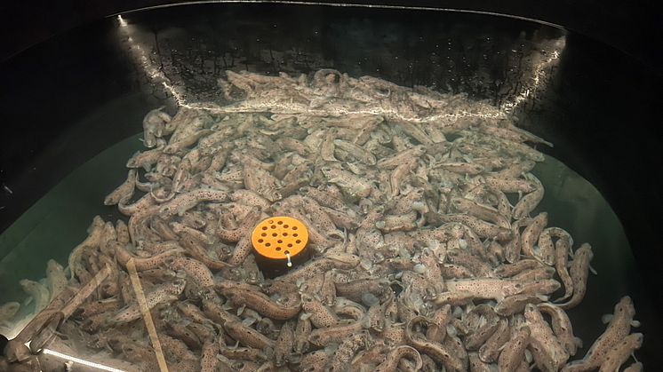 Spotted wolffish in a tank at the Akvaplan-niva Research and Innovation Station (Photo: Lars Olav Sparboe/Akvaplan-niva). 