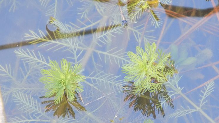 Storslinga (Myriophyllum aquaticum). Foto: Blake Bringhurst, CC0 1.0.