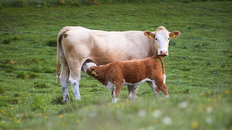 Ko med kalv på bete. Foto: Svenskt Kött.
