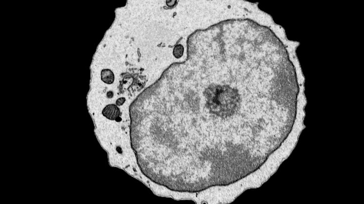 SEM Image 2.tif