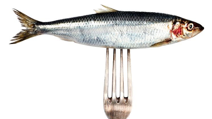 Sill och strömming från Östersjön blir alltmer sällsynt på svenska matbord. Eller för den delen i svensk livsmedelsexport. Varför är det så?
