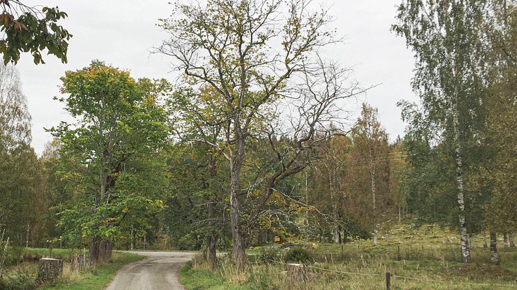 Almsjuka