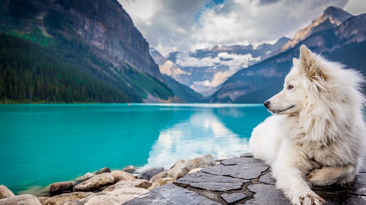 Mit Hund in die Berge: Sicherheit und richtige Vorbereitung 