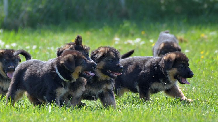 Tysk schäferhundvalpar.