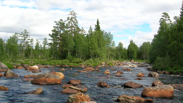Fämtan i norra Värmland är ett av de vattendrag som ingår i EU-projektet Improve Aquatic LIFE. Foto: Länsstyrelsen Värmland  