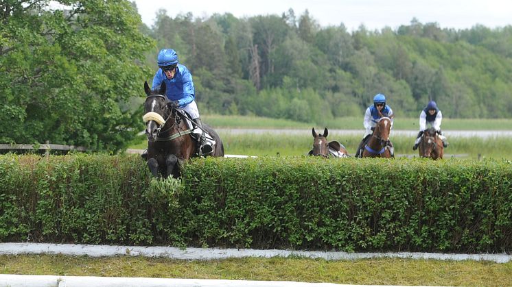 Pretty King och Niklas Lovén på väg mot seger i EMC Svenskt Champion Hurdle på Strömsholm den 15 juni 2024