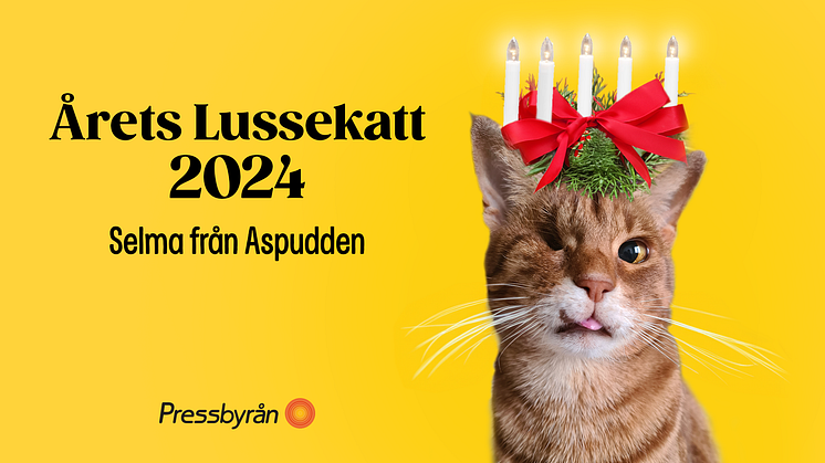 Aspuddens stolthet tog sig till toppen: Katten Selma är Årets Lussekatt