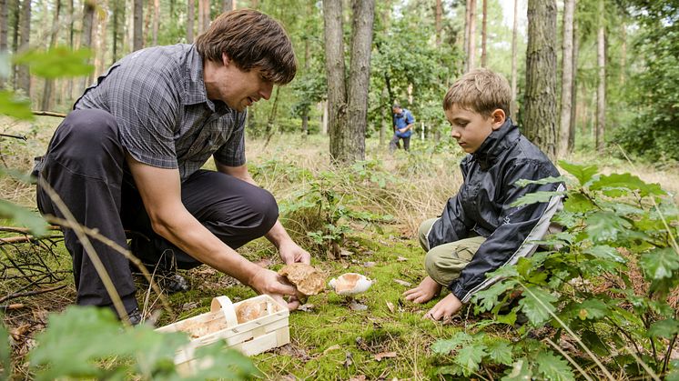 Pilzsammler in der Dahlener Heide - Foto Christian Hüller.jpg