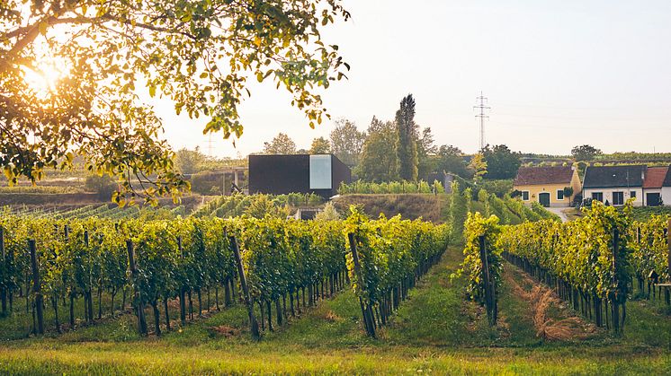 ﻿﻿Weingut Loimer Langenlois Seeberg Grüner Veltliner 2023