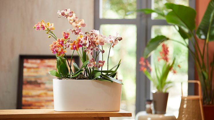 Blühende Orchideen im Gefäß DELTA von LECHUZA mit integriertem Bewässerungssystem