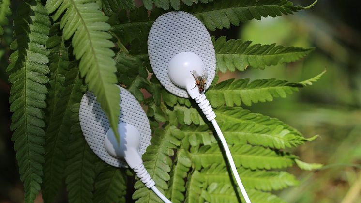 Electronic Flora. Lerin/Hystad.