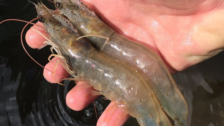 The project will develop fish and shrimp production in circular aquaculture systems. Photo: Sergio Zimmermann