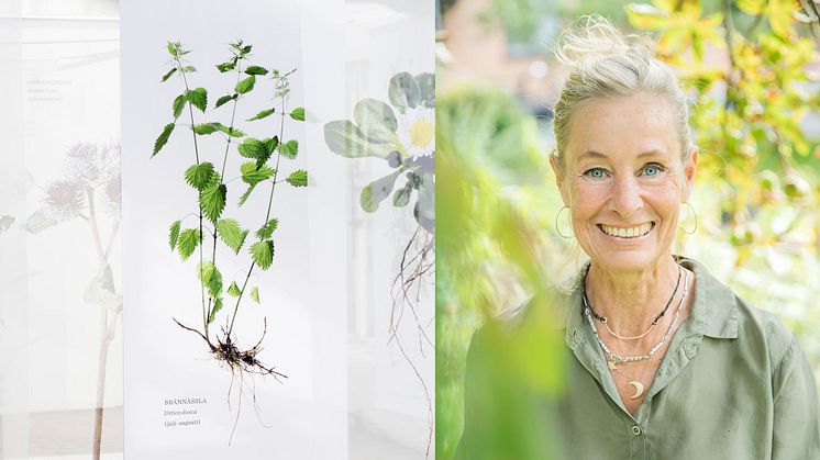 Herbalist Lisen Sundgren berättar om värdefulla vilda växter 11 maj på Norrvikens trädgårdar. Foto: Lena Granefelt / Tina Axelsson.