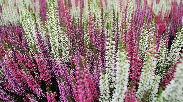 Calluna_Ljung-Färgmix-FotoSolgården.jpg