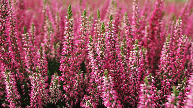 Calluna-Ljung-Foto-Solgården.jpg
