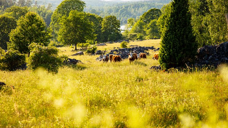 Ett intensivt arbete har inletts för att ta fram en nationell plan för restaurering av natur. Jordbruksverket ansvarar för jordbruksekosystem, exempelvis ängs- och betesmarker. Foto: Tomas Adolfsén, Scandinav.