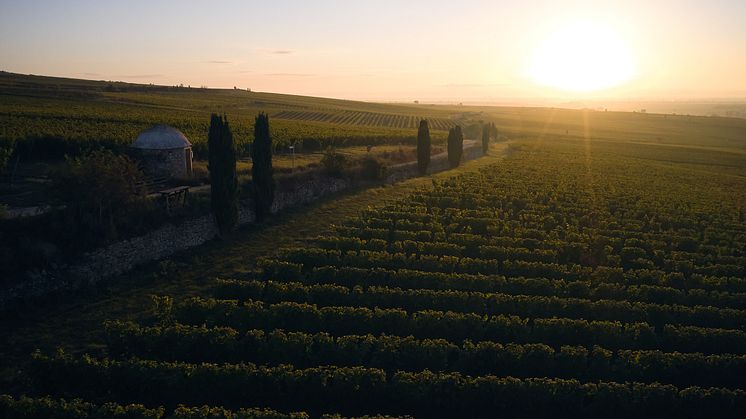Den 10 april webblanseras Weingut Wittmanns GG-viner på Systembolaget.