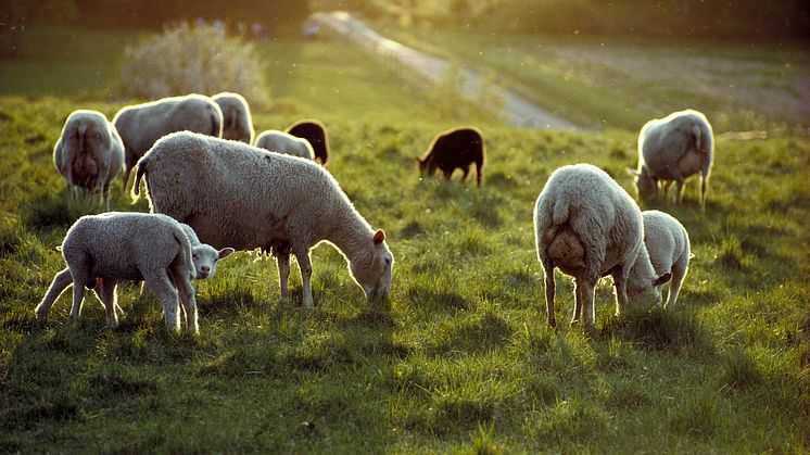 Jordbruksverkets årliga djurräkning visar bland annat att antalet får har minskat med cirka 25 procent sedan 2017. Bild: Hasse Schröder, Scandinav bildbyrå
