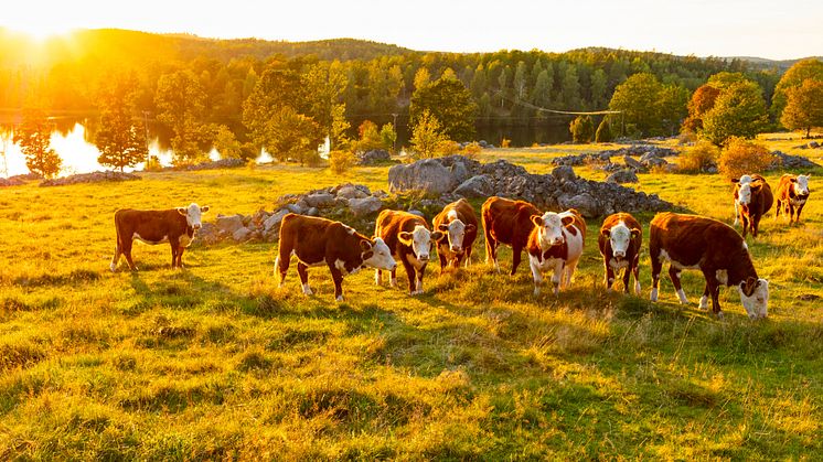 Sverige har fått ett första fall av blåtunga på 15 år. Sjukdomen har påvisats hos en mjölkko i Uddevalla kommun. Foto: Thomas Adolfsson, Scandinav.