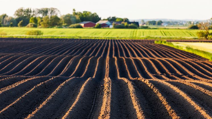 För att säkra Sveriges förmåga att producera mat såväl i fredstid som vid kris eller krig anser Jordbruksverket att det är nödvändigt att stärka skyddet för jordbruksmark. Foto: Thomas Adolfsén/Scandinav