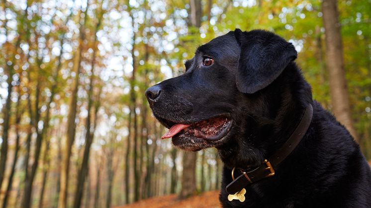 Labrador retriever fortsätter att hålla ställningarna som den mest populära hundrasen. Foto: Åsa Siller Kristensson