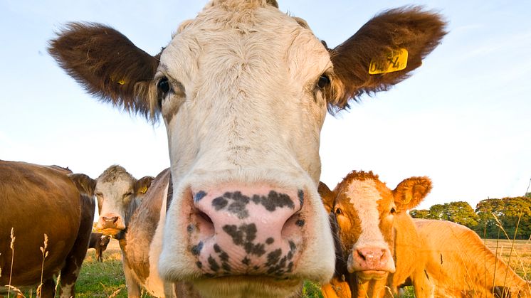 Så kan veterinära resurser säkras för att klara totalförsvarsviktig verksamhet vid höjd beredskap