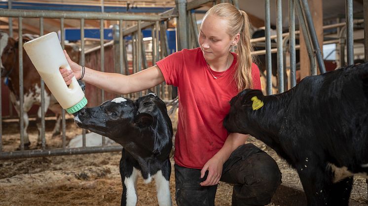 Det finns en stor bredd av yrken inom jord- och skogsbruk, djurhållning och trädgård som kan vara lockande för ungdomar om de bara kände till dem. För att unga ska kunna välja ett yrke måste de veta att det finns. Foto: Caluva