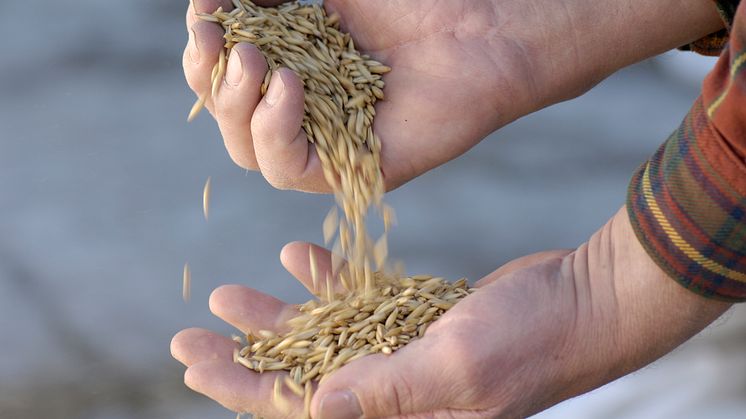 Värdet av vegetabilieproduktionen uppskattas öka med knappt 8 procent. Ökningen gäller främst för spannmål, fodergrödor, potatis, grönsaker och frukt. Foto: Kenneth Bengtsson.