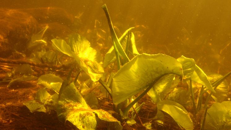 Vattenmiljöns flora och fauna har inventerats för att kartlägga den biologiska mångfalden i området.