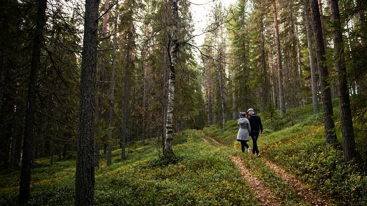 Gratis guidade turer i Granö på Vandringens dag