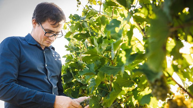 Vinmakare Franz Leth, Weingut Leth, Österrike.