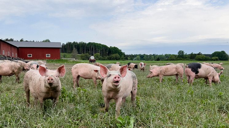 Två av tre vill ha julskinka från en utegris