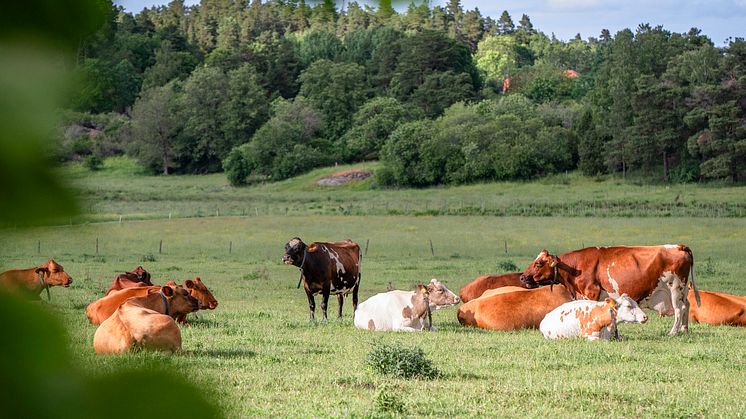 KRAV och Agronod i nytt samarbete om klimatberäkning
