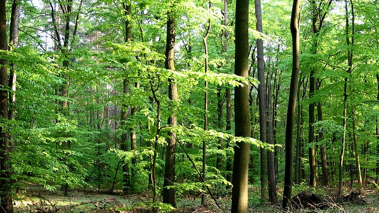 Waldbild